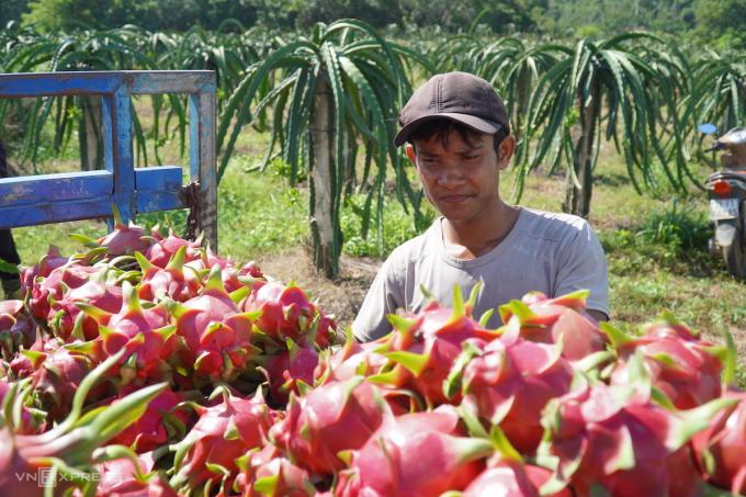 Gỡ khó tiêu thụ cho hàng triệu tấn nông sản Nam Bộ, Tây Nguyên