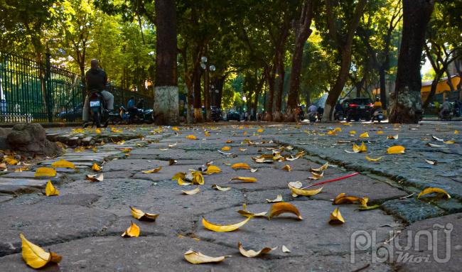 Xác lá rụng đầy như tạo thành tấm thảm vàng níu bước chân người đi trên phố