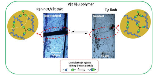 Để tạo ra khả năng “tự lành” cho vật liệu, các liên kết cộng hóa trị thuận nghịch Diels-Alder sẽ được dùng làm cầu nối mạng cho các mạch polydimethylsiloxane và polycaprolactone. Ảnh: khoahoc.tv