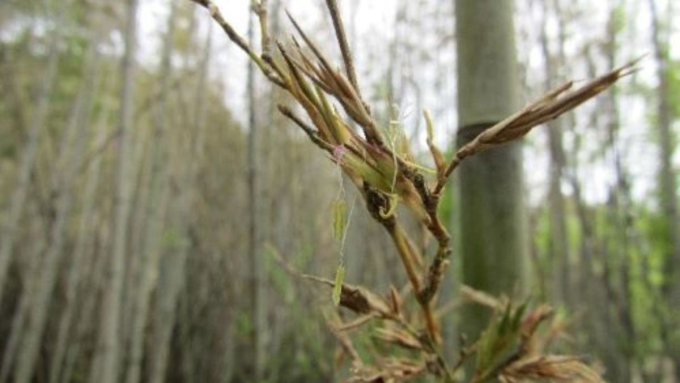 Tre Henon nở hoa 120 năm một lần và lần ra hoa hàng loạt tiếp theo dự kiến vào khoảng năm 2028. (Nguồn ảnh: Toshihiro Yamada/Đại học Hiroshima)