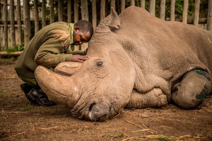 Một cậu bé đang an ủi con tê giác Sudan khi chú tê giác đang hấp hối. Sudan là con tê giác trắng Bắc Phi đực cuối cùng trên thế giới. Loài tê giác trắng chỉ còn hai con cái và đứng trước nguy cơ tuyệt chủng - Ảnh: Ami Vitale