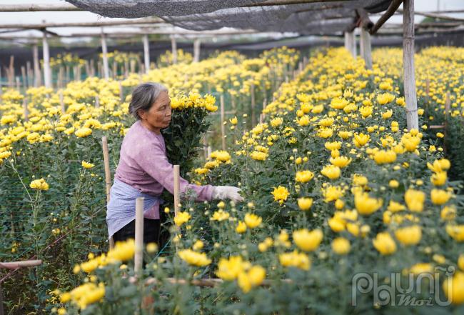 Mới phá bỏ 2 sào, gia đình bà Đặng Thị Lý (Tây Tựu) cũng rơi vào cảnh tương tự. Tâm sự với Phóng viên, gạt nước mắt bà Lý cho biết: Khổ lắm, trông chờ vào vụ hoa mà giờ ra nông nỗi này đây, người ta nói lấy công làm lãi mà giờ tôi mất cả chì lẫn chài rồi. Con gái thấy thương cho 1 triệu tiền ăn tôi mua ít giống cây su hào trồng vào đây không biết 2 tháng nữa có được ăn không.