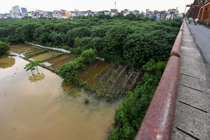 Nước dâng lên ngập một số vườn hoa màu của người dân ở bãi Phúc Tân.