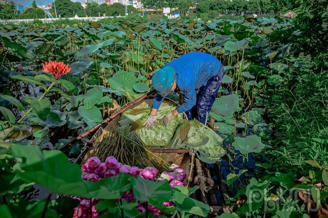 Chị Huệ chủ đầm cho biết: Hiện tại đầm sen nhà tôi là một trong những đầm còn sót lại nhiều hoa nhất, vì đầm sen chỉ phục phụ khách uống trà, ngắm hoa, bán trà và tự chủ đầm hái bán chứ không cho khách xuống đầm chụp ảnh hái hoa nên đầm sen còn đẹp nguyên. Các đầm khác quanh đây phục vụ đầy đủ các loại hình như khách chụp ảnh vui chơi, hái hoa, bẻ cành.... nên các đầm quanh đây đã tàn gần hết.