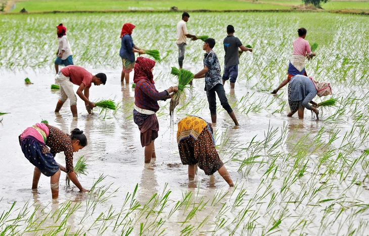 Giá gạo tăng vọt, an ninh lương thực toàn cầu ngày càng nghiêm trọng - Ảnh 2.