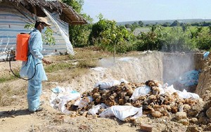 Tiêu hủy gần 1.000 con gia cầm bị nhiễm cúm A/H5N1 tại Trà Vinh