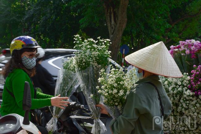 Mùa cúc họa mi ùa về trên phố, người bán tranh thủ bán, người mua cũng tranh thủ mua để kịp thưởng ngoạn cái mong manh, thuần khiết của loài hoa này.