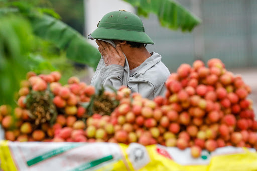  Bắc Giang thiếu khoảng 5.000 lao động thu hoạch vải