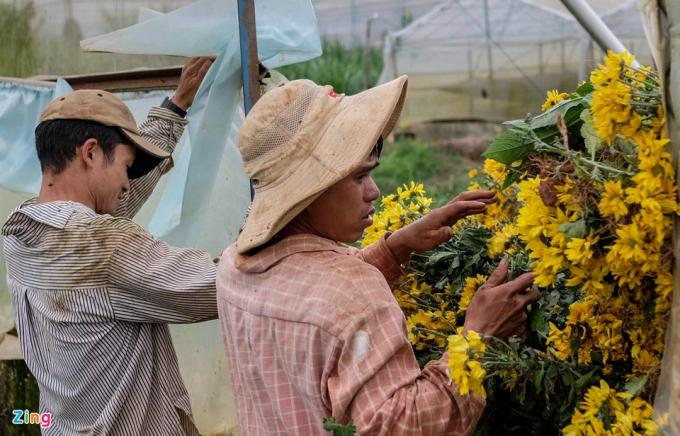           Những ngày này công việc bận rộn nhất ở thủ phủ hoa Đà Lạt là nhổ bỏ rồi vận chuyển hoa ra ngoài để chờ tiêu hủy.          