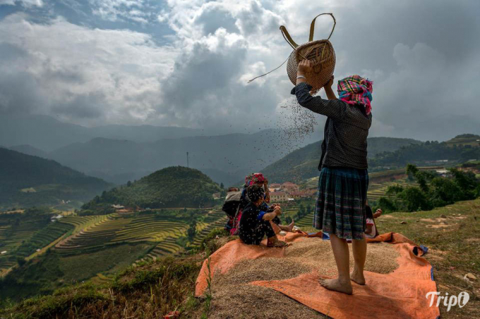 Từ đây thóc sẽ được đóng bao tải. Bằng đôi vai dẻo dai, người phụ nữ H’Mông sẽ cõng lúa về nhà. Đường đi về dù có xa, nhưng không bao ngờ ngớt những tiếng cười hạnh phúc reo vang cả một vùng trời.