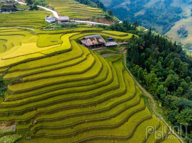 Những thửa ruộng bậc thang trải dài khắp các sườn núi vàng ươm như 