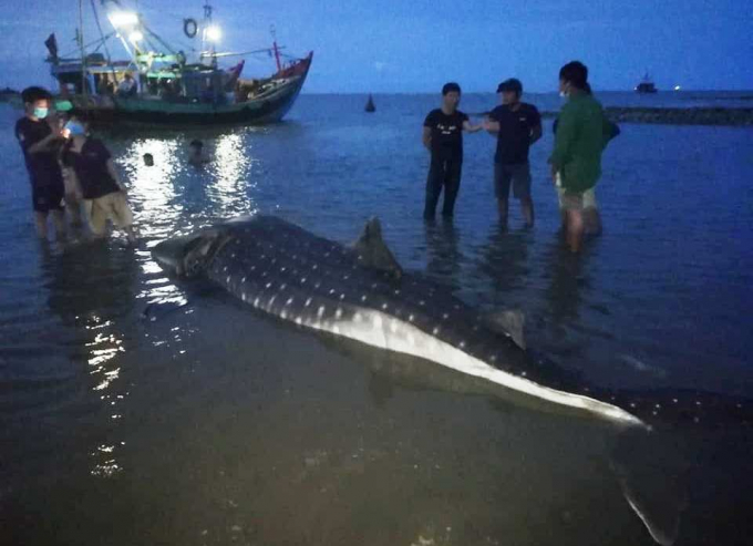 Cá lạ nặng hơn một tấn trôi dạt vào bãi biển ở Nghệ An