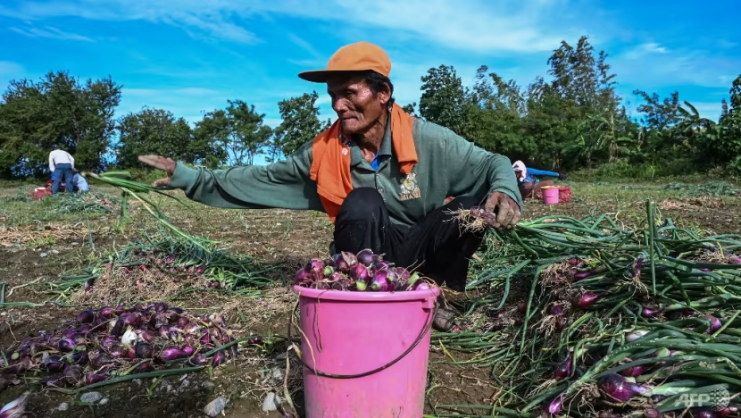 Philippines: Khi củ hành trở thành quà và hoa cưới - Ảnh 3.