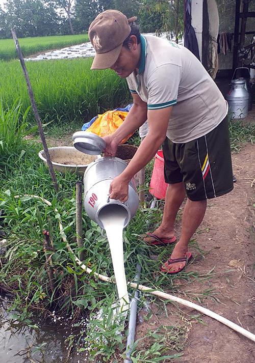 Người dân miền Tây đổ bỏ sữa bò vì không bán được