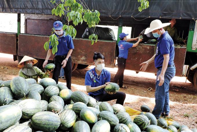 Nhiều tổ chức, cá nhân tham gia giải cứu dưa hấu.jpg