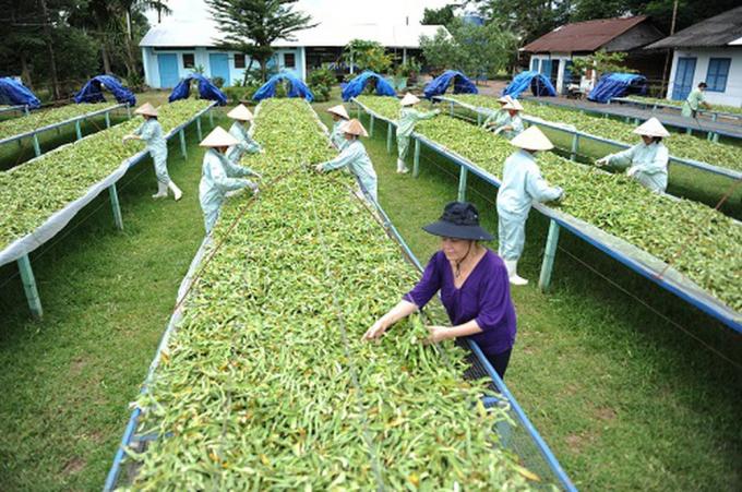 TS DS Nguyễn Thị Ngọc Trâm đang kiểm tra khâu nguyên liệu