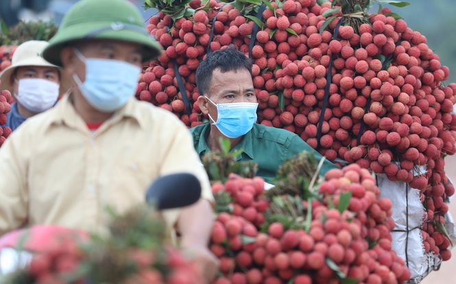 Bắc Giang đã tiêu thụ được hơn 100.000 tấn vải thiều