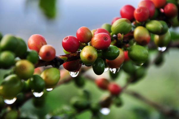 Giá cà phê Robusta giữ xu hướng tăng