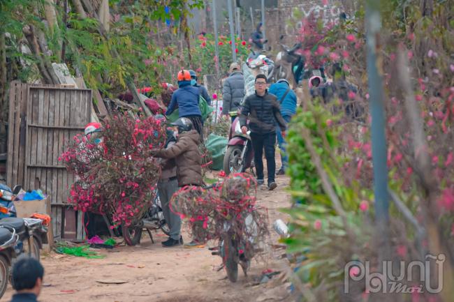 Làng đào Nhật Tân nhộn nhịp những ngày cận tết