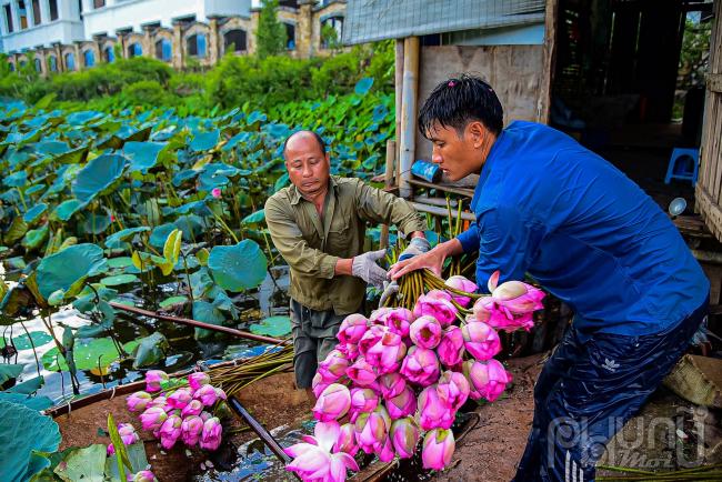 Sau khi cung cấp đủ lượng sen do khách đặt chủ vườn mới hái thêm hoa để ướp trà sen.