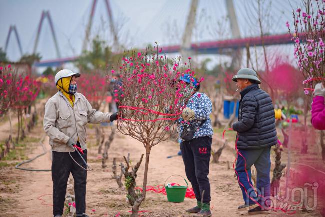 Không khí tại các vườn đào Nhật Tân những ngày này khá tấp nập.