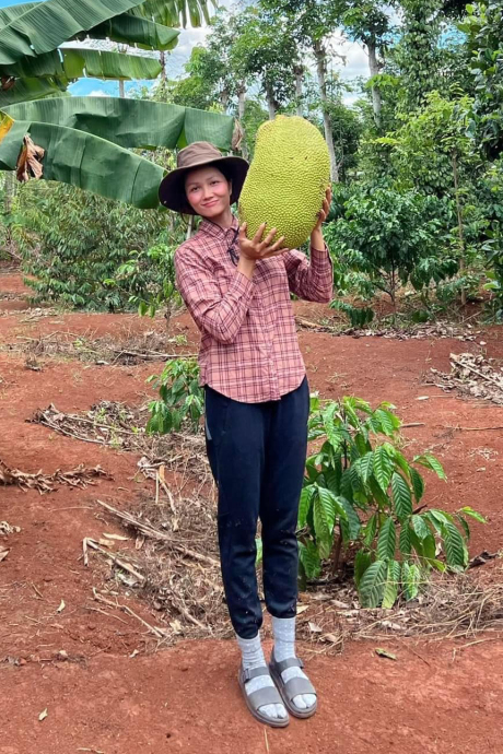 Vườn nhà còn có thêm mít,...