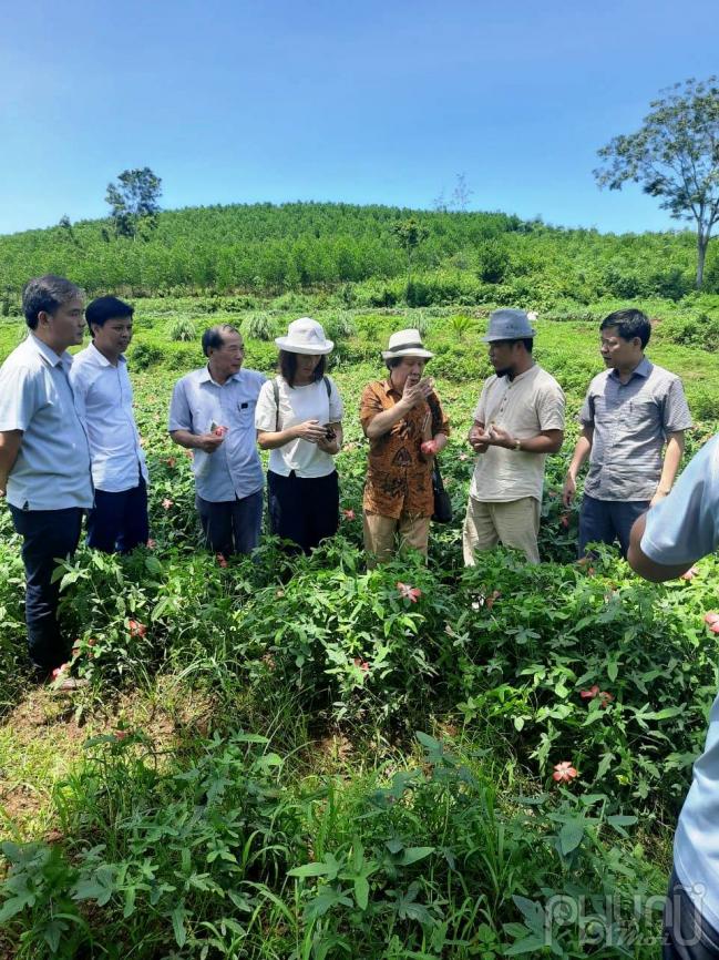 Loại dược liệu quý sâm Báo xưa được dùng để dâng Vua, tiến Chúa