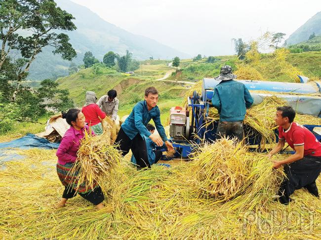 Những tiếng cười trong trẻo hòa cùng nhịp đều đì đụp đập lúa của người Hà Nhì