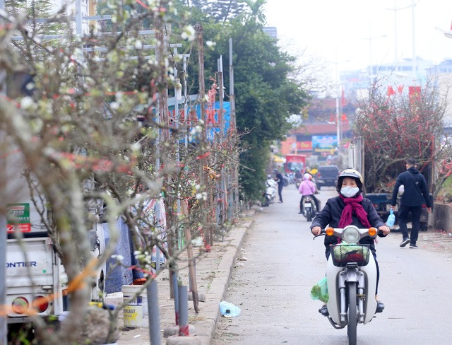 Hàng loạt các cành lê khoe sắc hoa trắng muốt bắt mắt, thu hút ánh nhìn