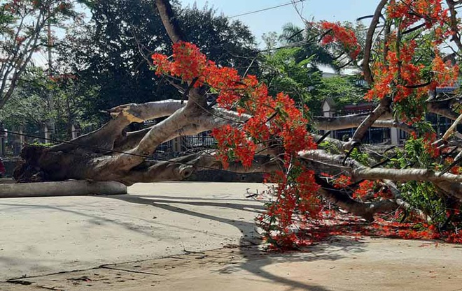 Thêm một cây phượng bật gốc ngã trong sân trường