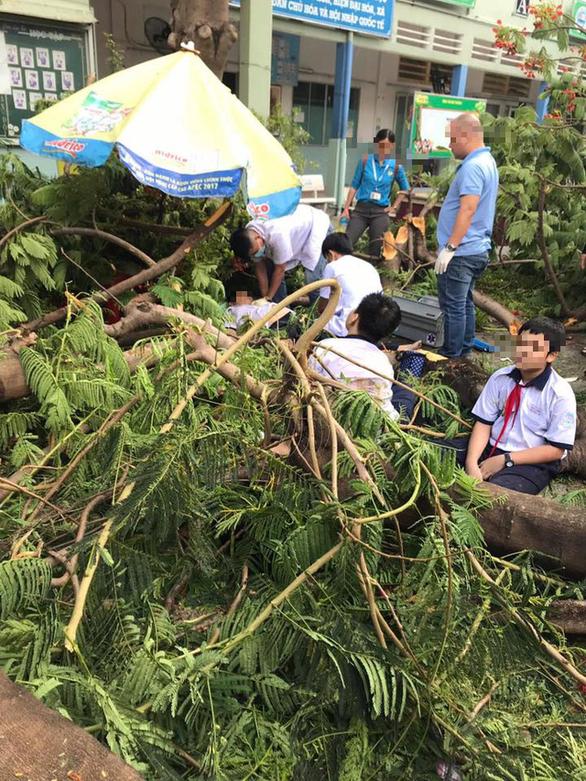 TPHCM: Cây cổ thụ trong sân trường bất ngờ bật gốc đè lên nhiều học sinh