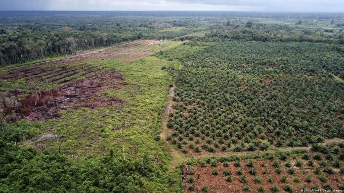   Một đồn điền dầu cọ. Ảnh: AFP  