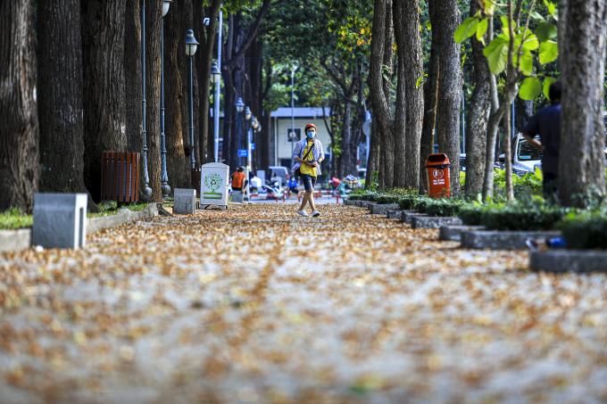   Những hoa chò rụng đầy dưới mặt đường tạo nên khung cảnh lãng mạn, tuyệt đẹp.  