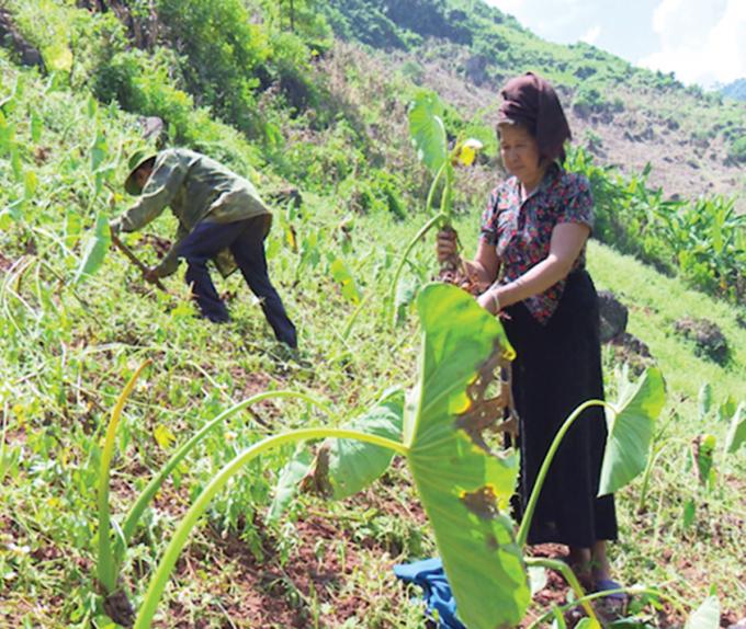 Bản Cụ Cang khuất nẻo nhưng hỏi ai cũng biết vì Cụ Cang là quê hương của một sản vật nức tiếng gần xa.