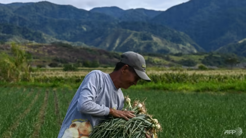 Philippines: Khi củ hành trở thành quà và hoa cưới - Ảnh 2.