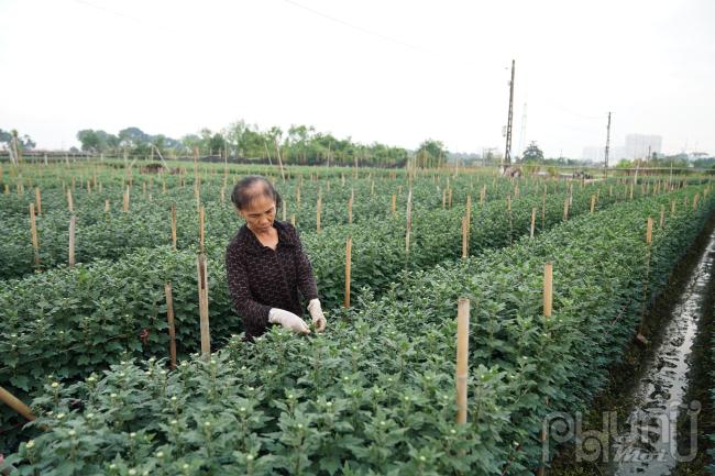 “Buồn lắm, cúc rẻ bèo cũng không có người mua, ai đời hoa cúc 30 nghìn đồng/50 bông trong khi tầm này năm ngoái đã bán được 4-5 nghìn đồng/bông. Làm cả năm chỉ trông chờ vào hoa, nhà nào cũng trồng 4-5 sào nhưng giờ đã mất mùa còn mất công phá để lấy đất trồng rau ăn tết”, bà Mùi nói.