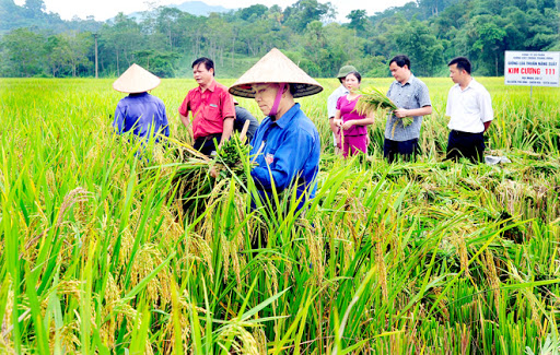 Chúng ta đã từng nói nhiều về công nghiệp hóa, hiện đại hóa nông nghiệp nhưng chưa chú ý đúng mức đến thực hành nhiệm vụ công nghiệp hóa, hiện đại hóa người nông dân. Do đó, lực lượng sản xuất này vẫn dường như dẫm chân tại chỗ ở trình độ tiểu nông, sản xuất không theo định hướng thị trường, được mùa mất giá thường xuyên, bao nhiêu lần đã phải giải cứu nông sản. 