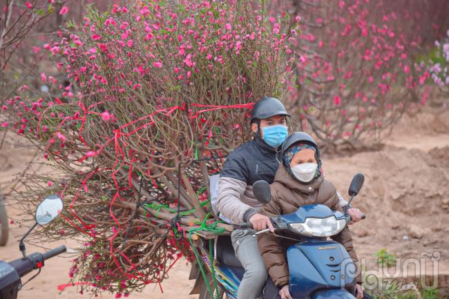 Làng đào Nhật Tân nhộn nhịp những ngày cận tết