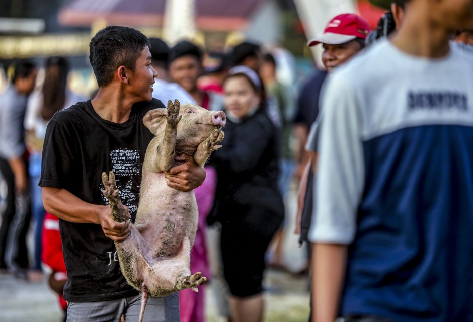   Một thí sinh trong cuộc đua lợn. Lễ hội không chỉ tôn vinh lợn. Đó cũng là cách để cộng đồng Cơ đốc giáo lớn trong khu vực đẩy lùi các nỗ lực cấm đoán của chính phủ nhằm thúc đẩy Hồi giáo bảo thủ trên khắp đất nước và tại quê nhà của họ.  