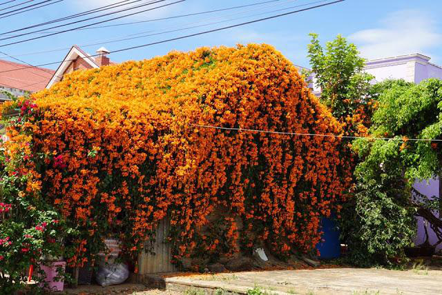 Được biết, loài hoa này sẽ nở khoảng 2-3 lần trong một năm và mỗi lần có thể kéo dài hơn một tháng./ Ảnh: Hưng Lương