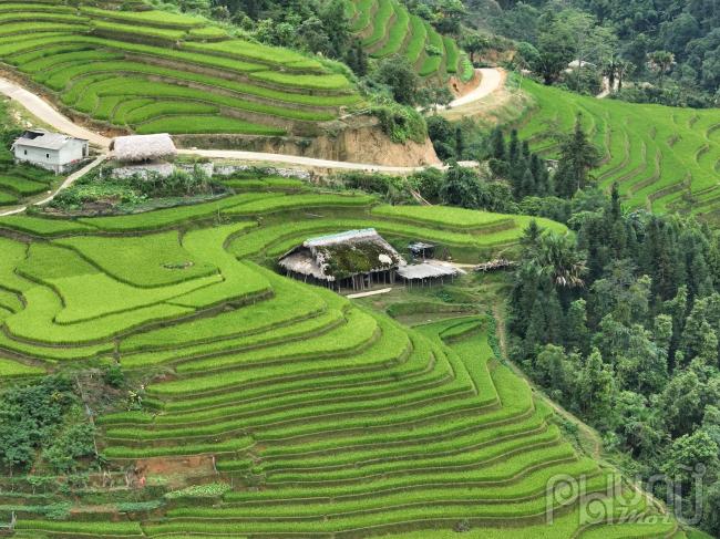 Cảnh sắc thiên nhiên hùng vĩ, những nương ruộng bậc thang xanh ngát, đến khi mùa lúa chín lại nhuộm vàng cả bản rồi lại trở mình như những tấm gương phản chiếu đất trời khi nước đổ