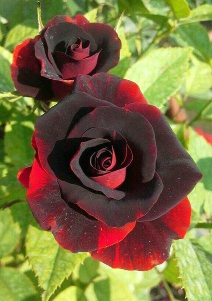 Ảnh hoa hồng đen đẹp huyền bí