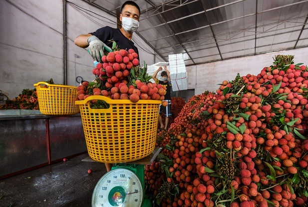 Giá bán vải thiều Bắc Giang tại TP.HCM lên tới 60.000 đồng/kg