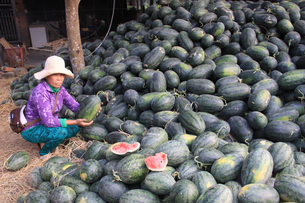 Chủ thương lái vừa thu mua lại 7 tấn dưa với giá 3.700 đồng/kg, sau đó chuẩn bị xuất sang các tỉnh, thành nội địa khác để tiêu thụ