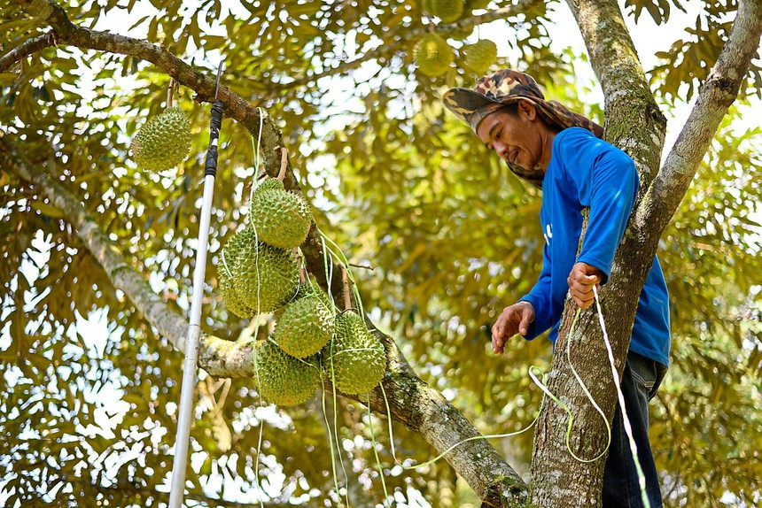 Nhu cầu tăng trong khi sản lượng giảm là nguyên nhân đẩy giá sầu riêng đi lên. 