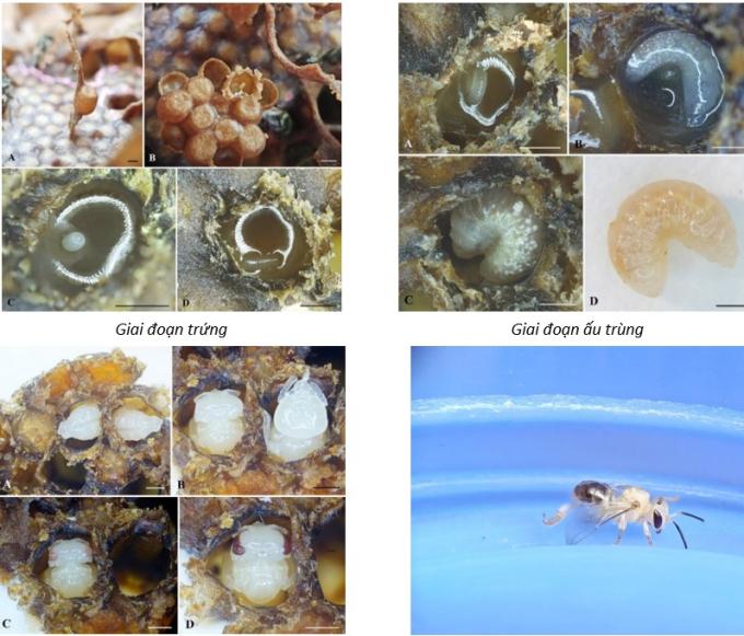 Ảnh các giai đoạn phát triển của loài Lepidotrigona flavibasis