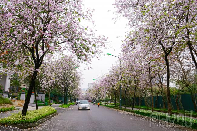 Tại khu đô thị Ciputra hoa ban nở rộ, rực sắc tạo thành cung đường hoa ban trải dài tuyệt đẹp.