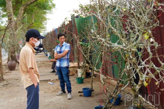 Có kinh nghiệm buôn bán loại hoa này đã nhiều năm, anh Nguyễn Minh Hùng (quê Sơn La) cho hay, đặc điểm chung của giống cây này là có thân to, xù xì, bám nhiều rêu phong. Tùy theo thế, dáng, cây càng nhiều rêu, gốc to, nụ nhiều thì giá càng cao.