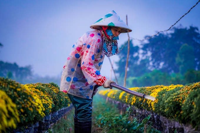 Làng hoa hơn 100 năm Sa Đéc tất bật vào xuân