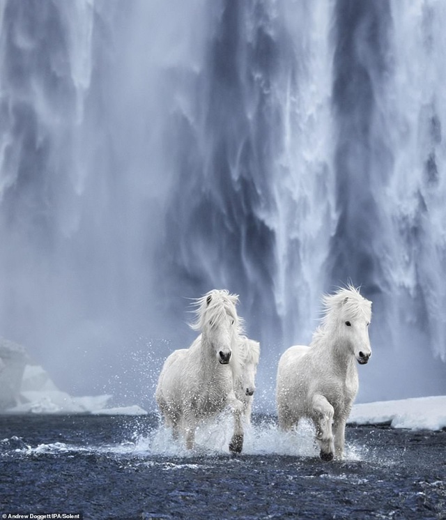   Những chú ngựa chạy phía trước một thác nước ở Iceland.  